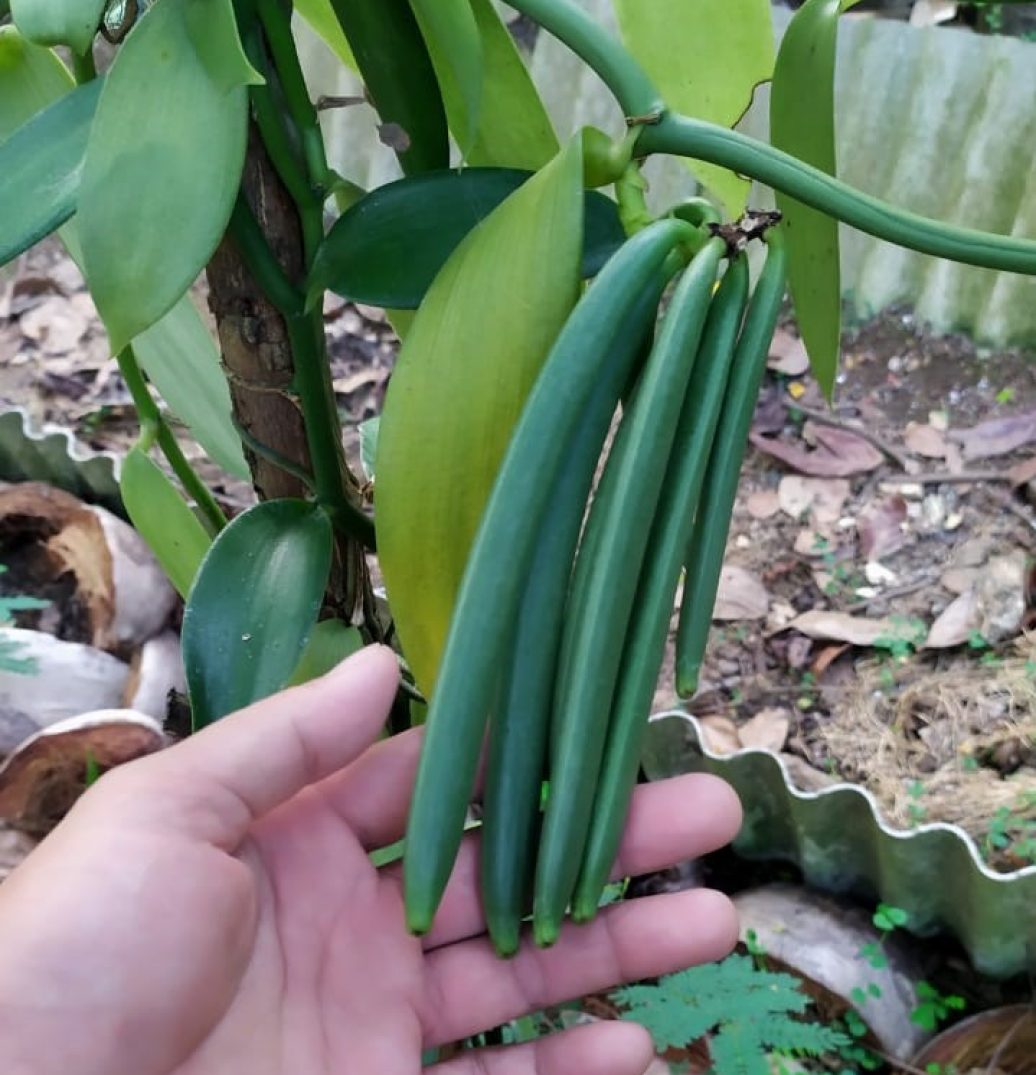 Grown vanilla beans in Indonesia's soil