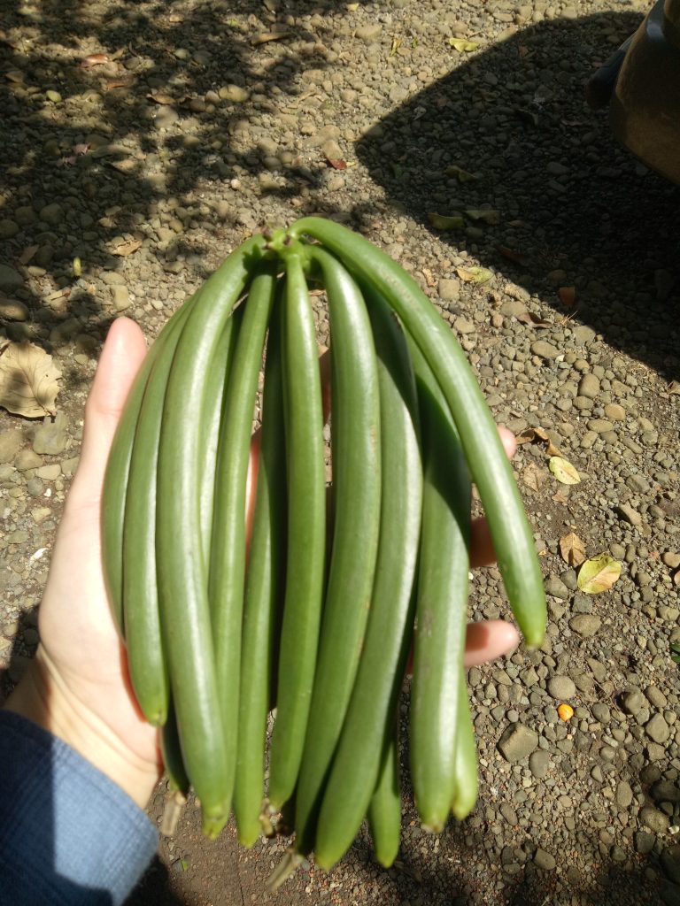 fresh vanilla bean