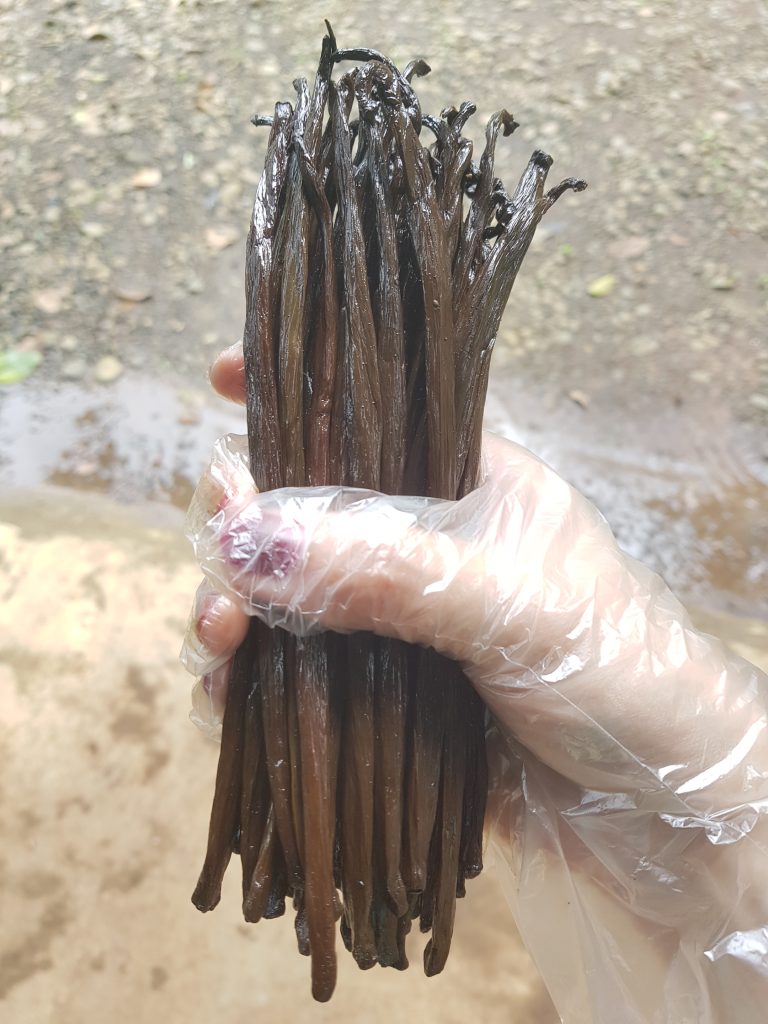 vanilla beans for export