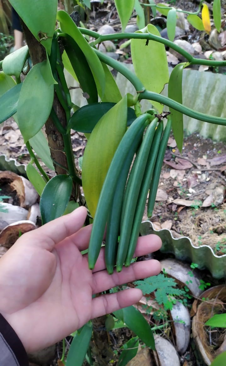 Grown vanilla beans in Indonesia's soil